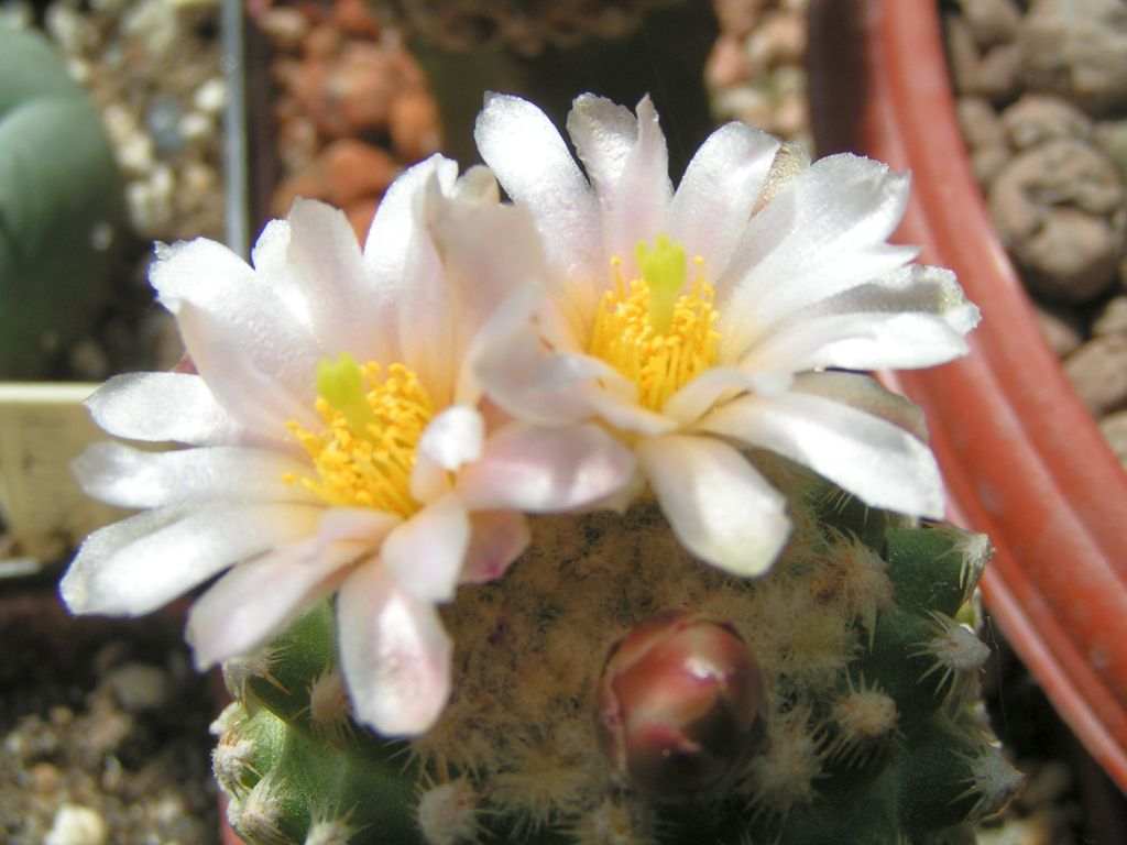 Pediocactus knowltonii SB 130